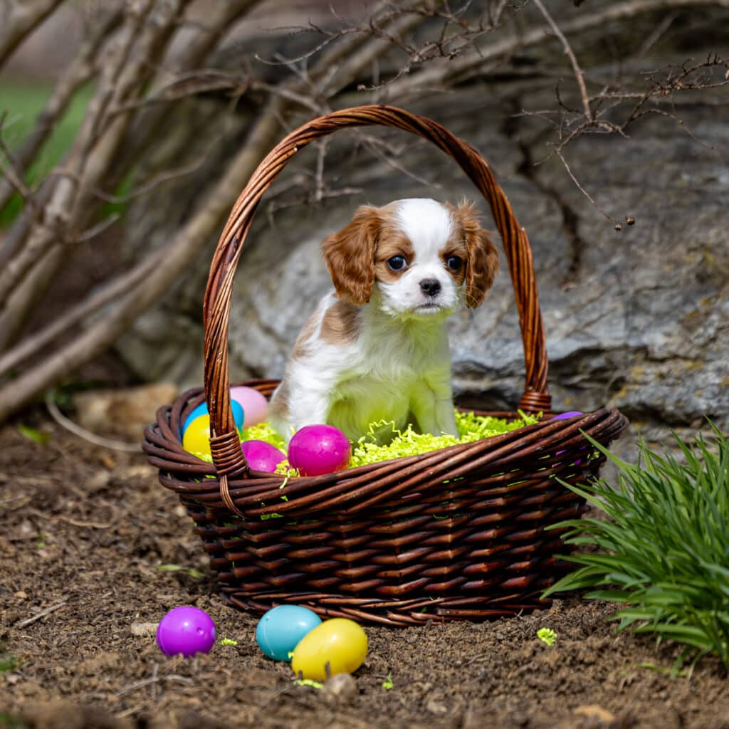cavalier-puppy