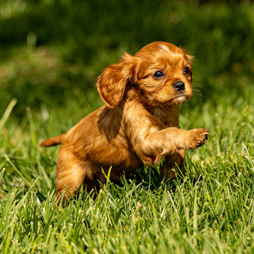 cavaliers