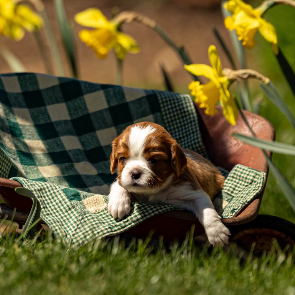 cavalier-puppy