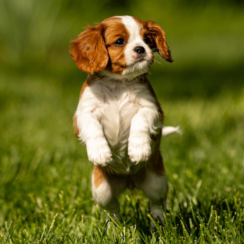 cavalier