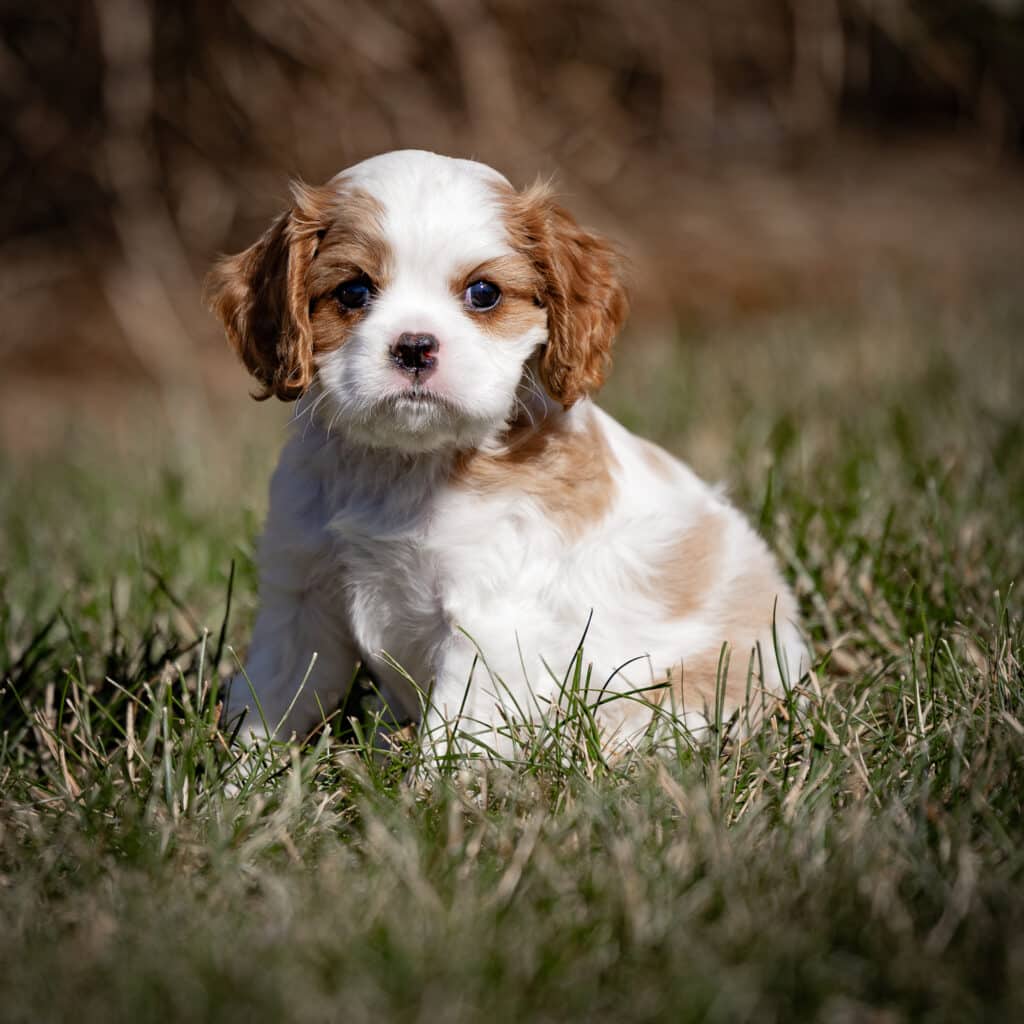 Cavaliers