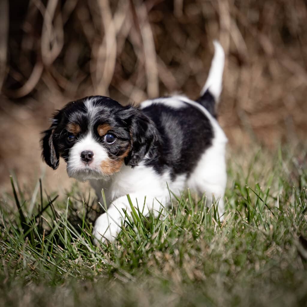 cavalier-puppy