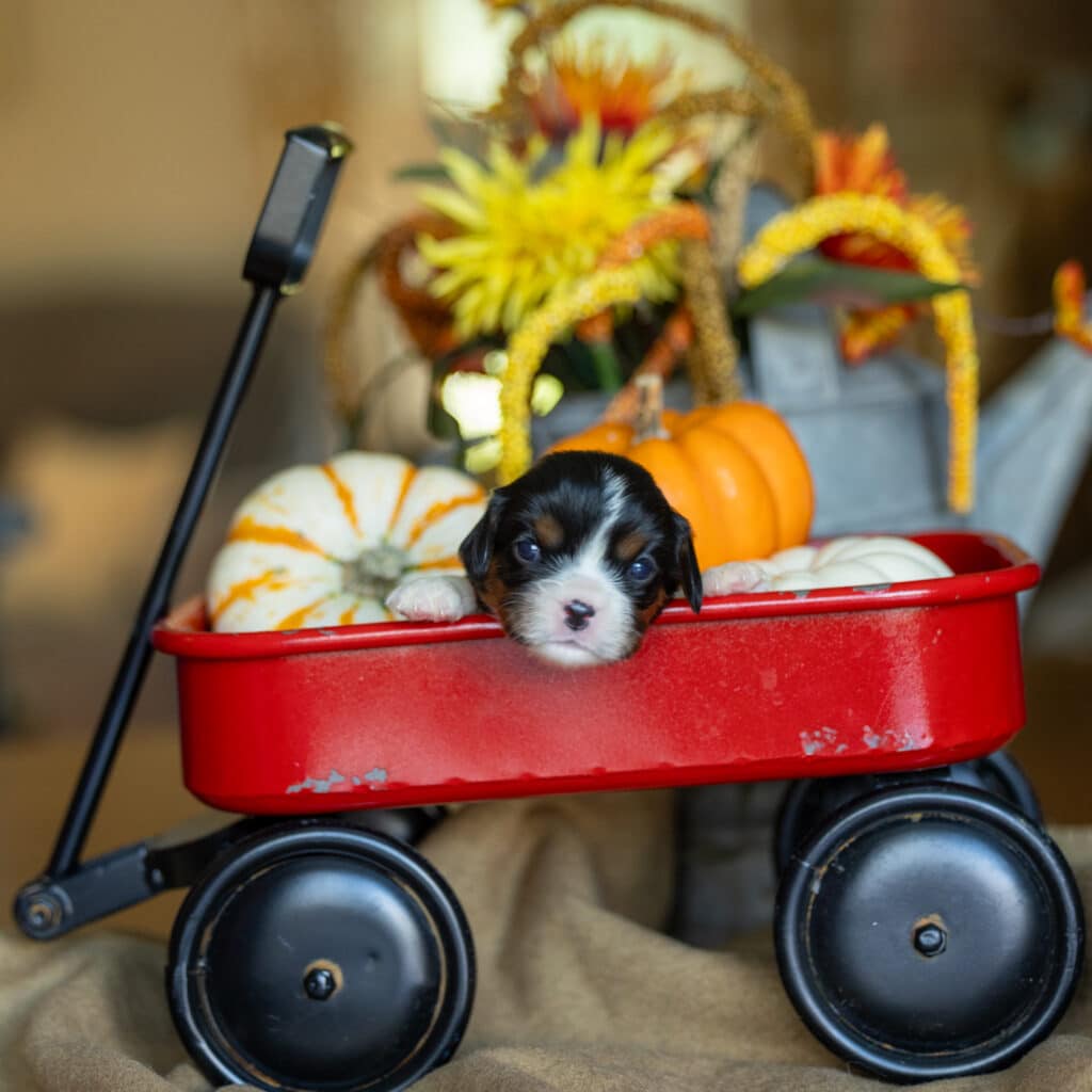 cavalier-puppy