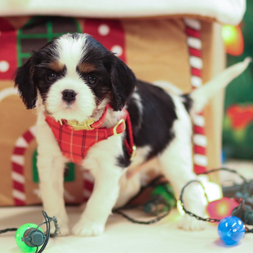 cavalier king charles spaniel temperament